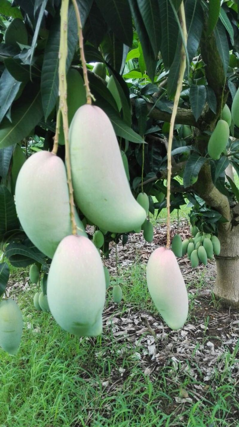红象牙芒