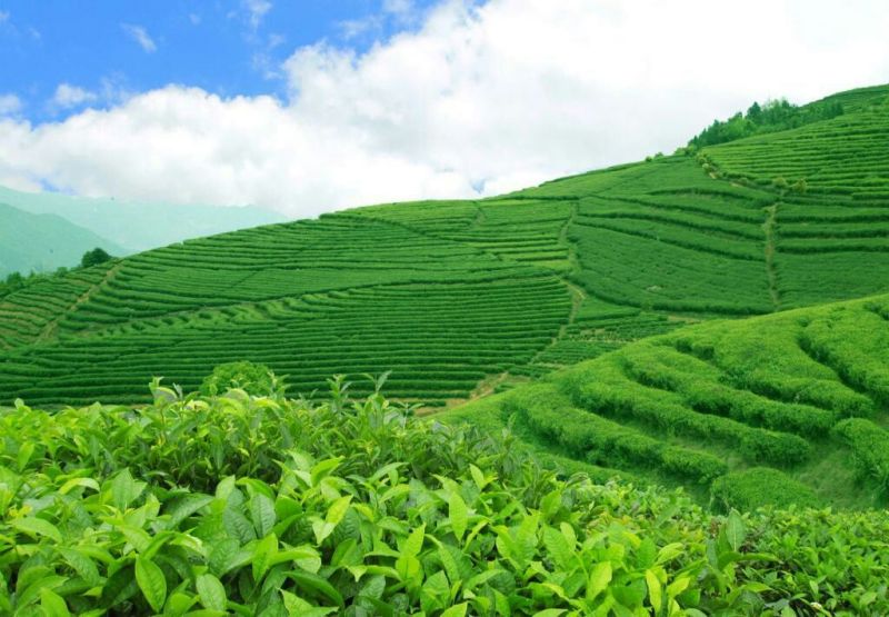 古树普洱茶特级