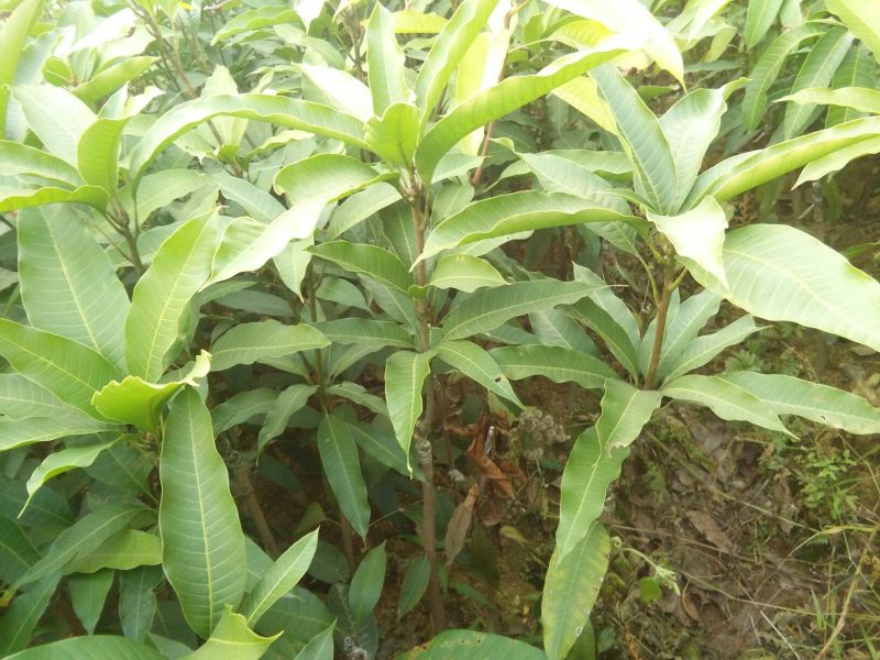 芒果苗四季芒果苗