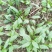 越冬菠菜15~20厘米