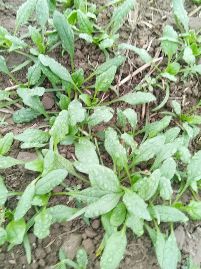 越冬菠菜15~20厘米
