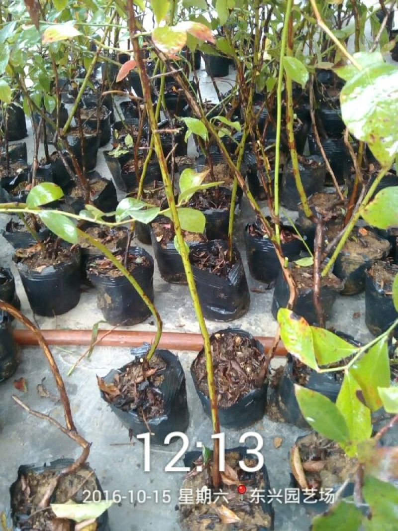 蓝莓苗50~80cm2年以上