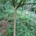 红花紫薇8~10cm2.5~3米2~3米