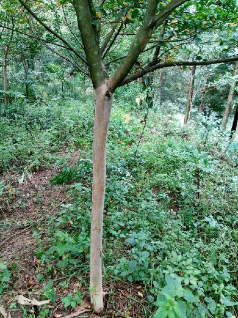 红花紫薇8~10cm2.5~3米2~3米
