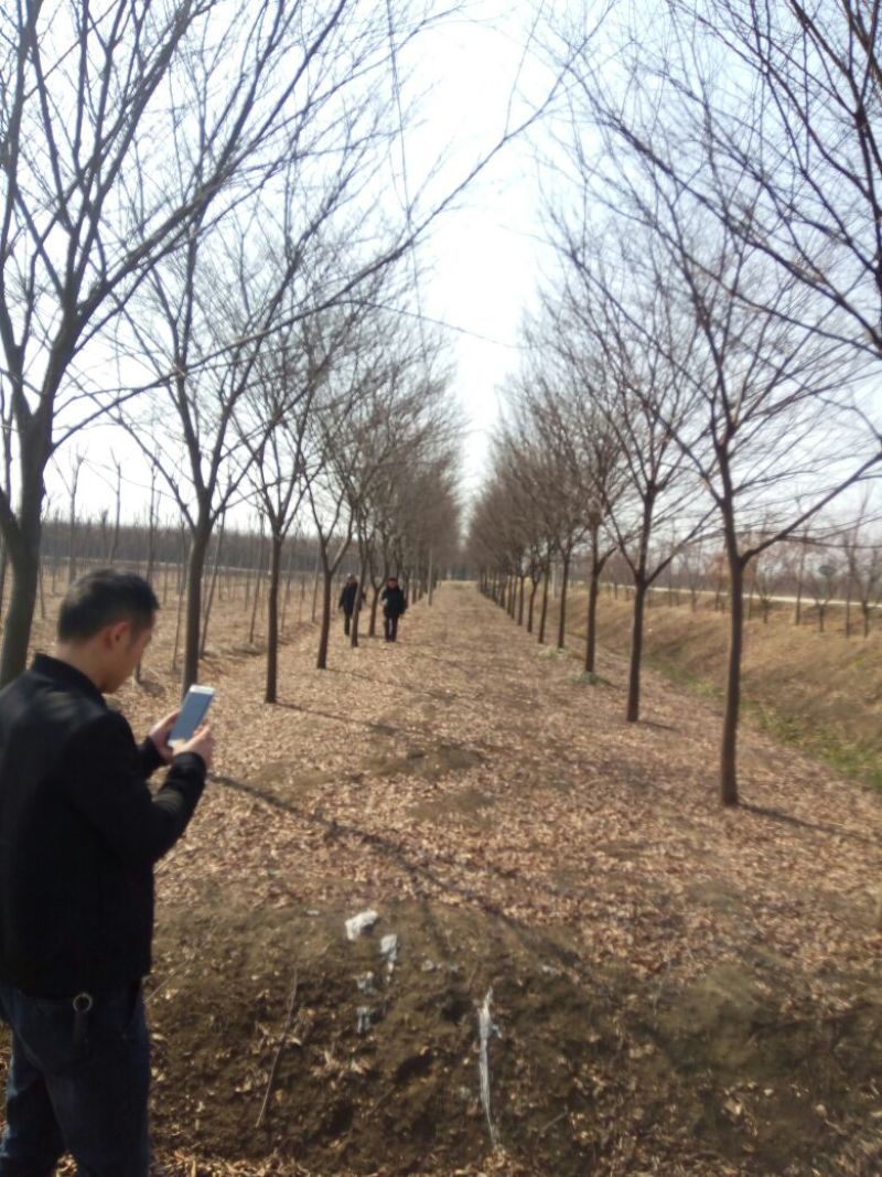 江苏榉树价格苗圃规格齐全无中介