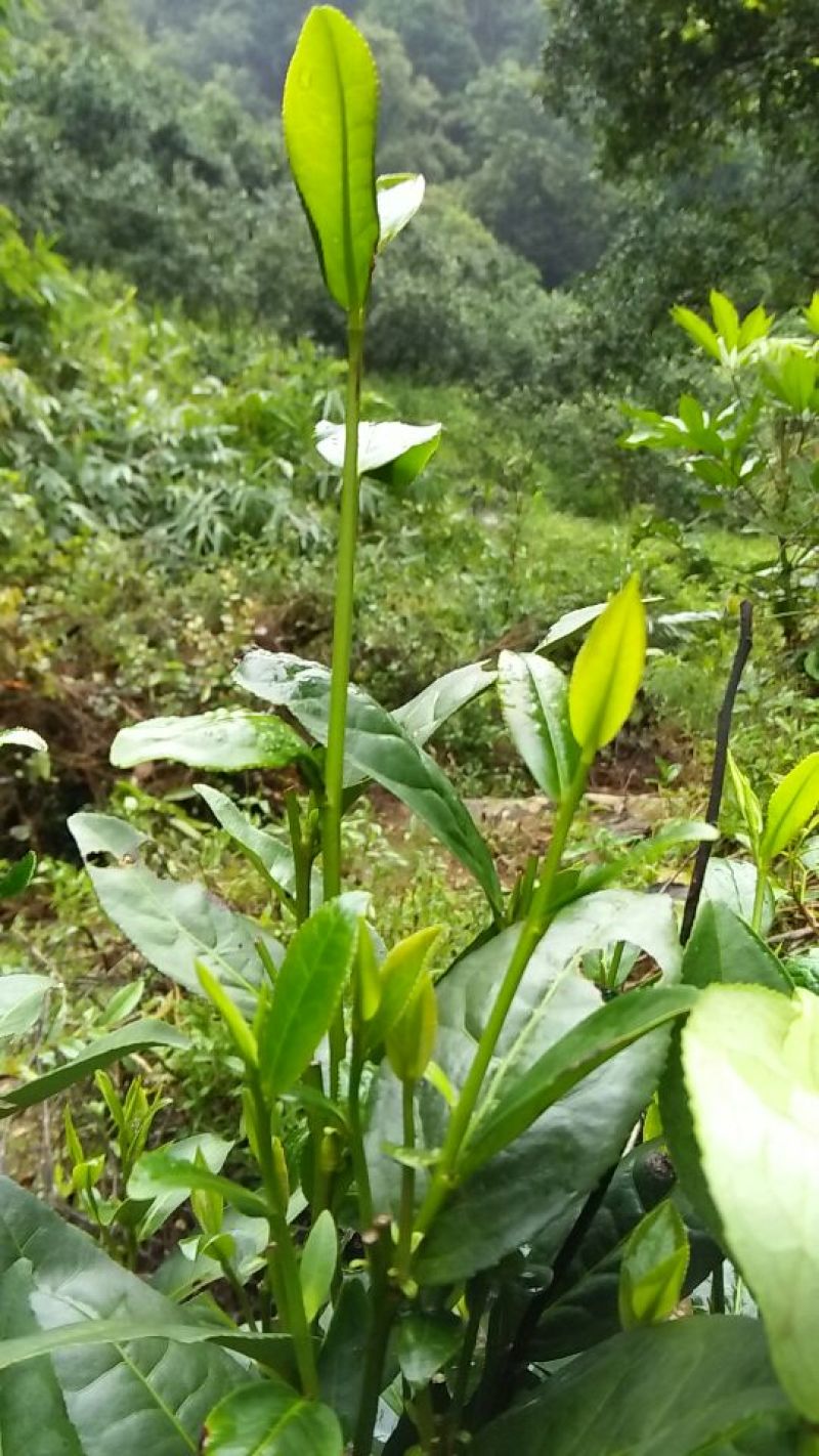 砖茶特级