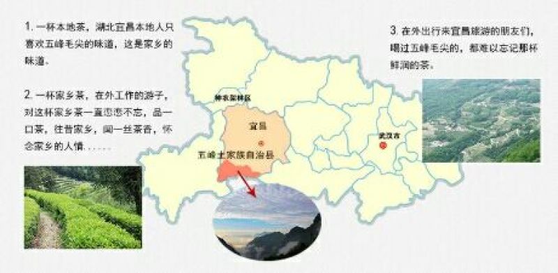 五峰绿茶