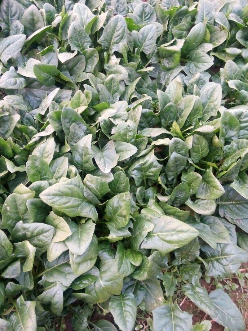 黑叶菠菜15~20厘米