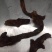 骨碎补
