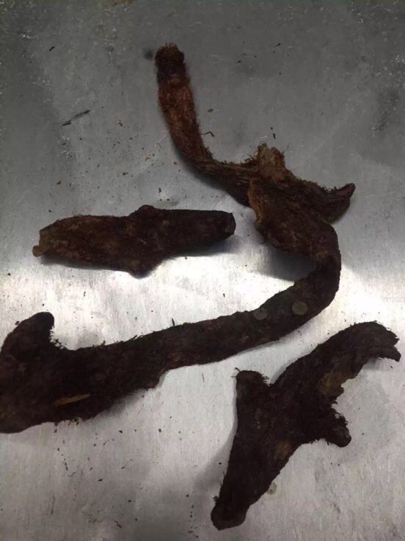 骨碎补