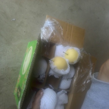 皇冠梨300~350g纸箱