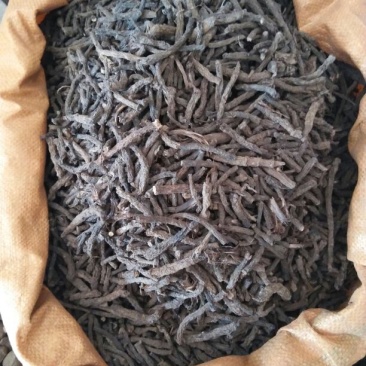 仙茅