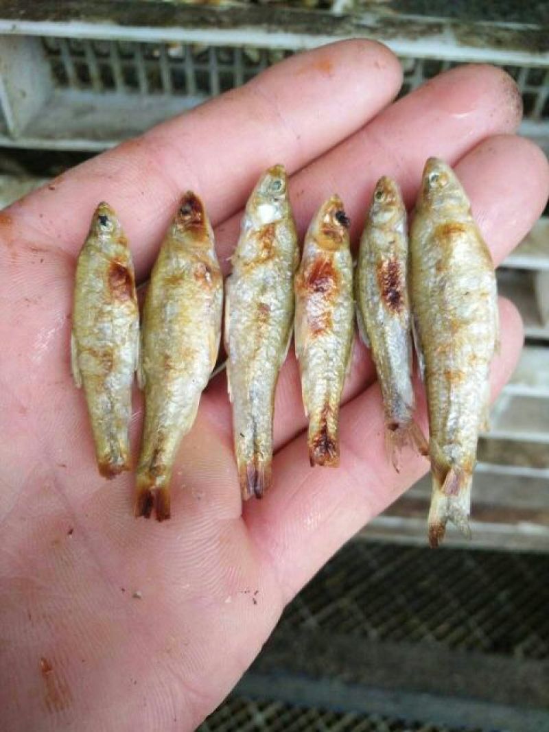 麦穗鱼