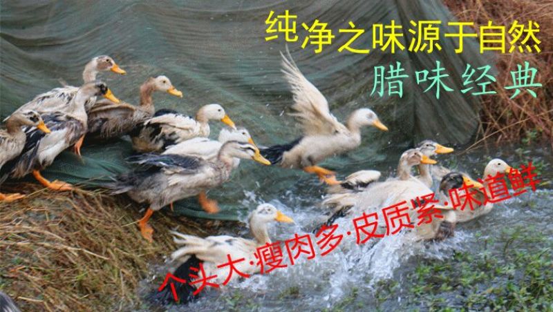 卤鸭