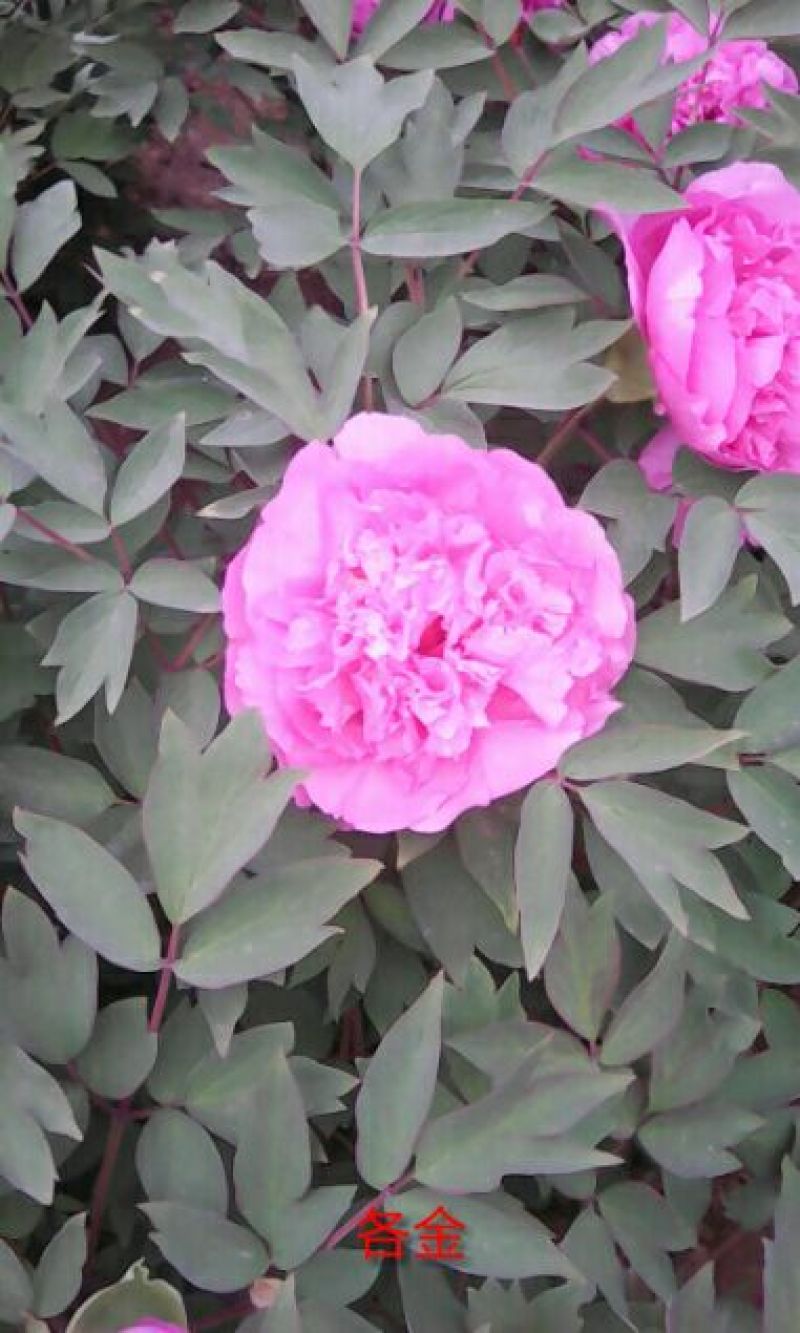 牡丹2cm以下4cm以下