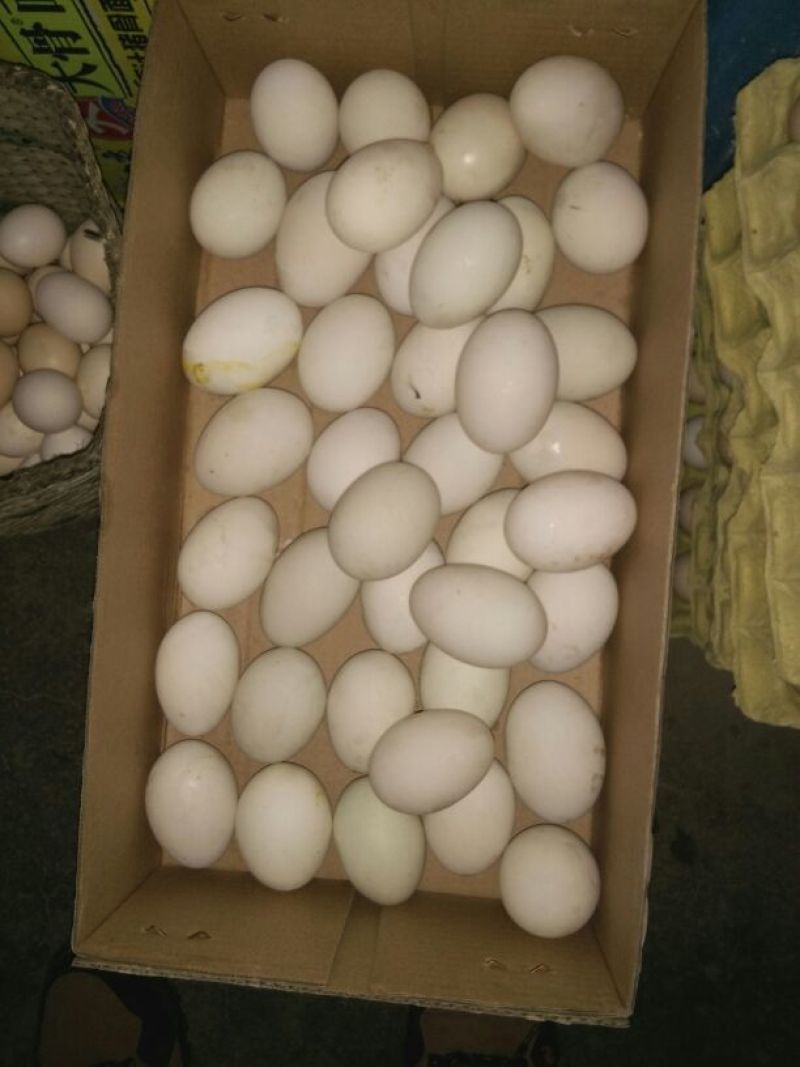 绿壳鸡蛋食用50g以下