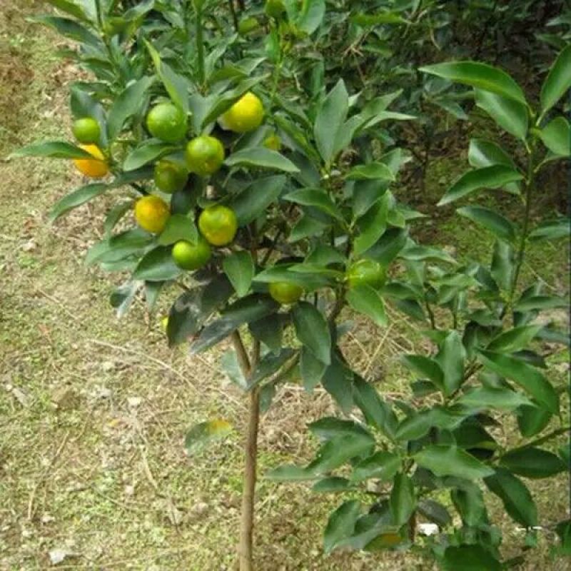 特价优惠沙糖桔苗地栽盆栽南北方种植当年结果