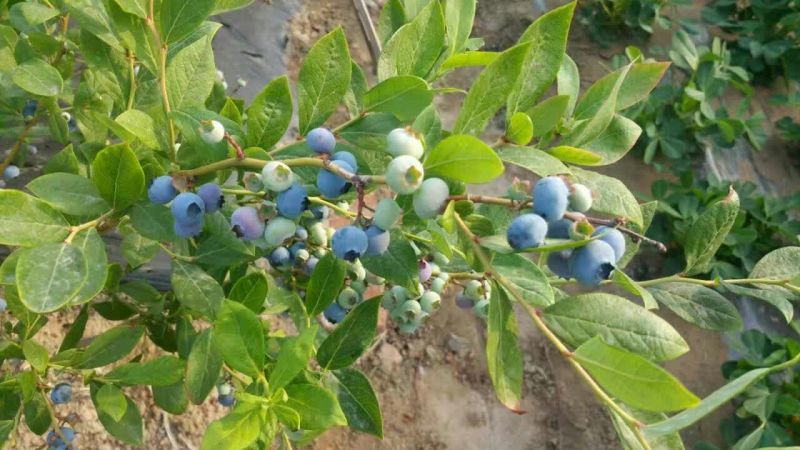 园蓝蓝莓2~4mm以上