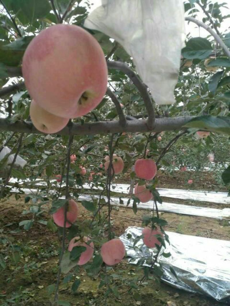红富士苹果75mm以上纸袋