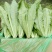 油麦菜，大量上市。可以视频看货，货源充足，