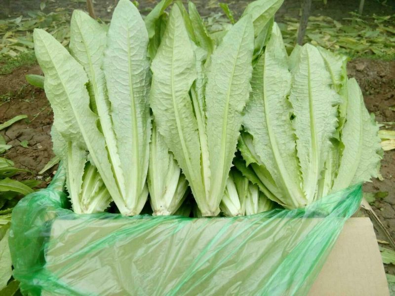 油麦菜，大量上市。可以视频看货，货源充足，