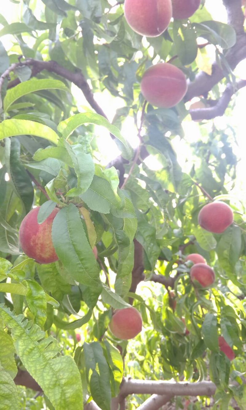 春雪桃6月5号大量上市油四满园红开始上市
