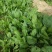 越冬菠菜15~20厘米