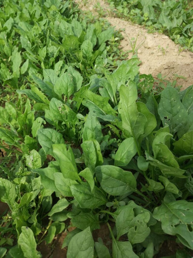 越冬菠菜15~20厘米