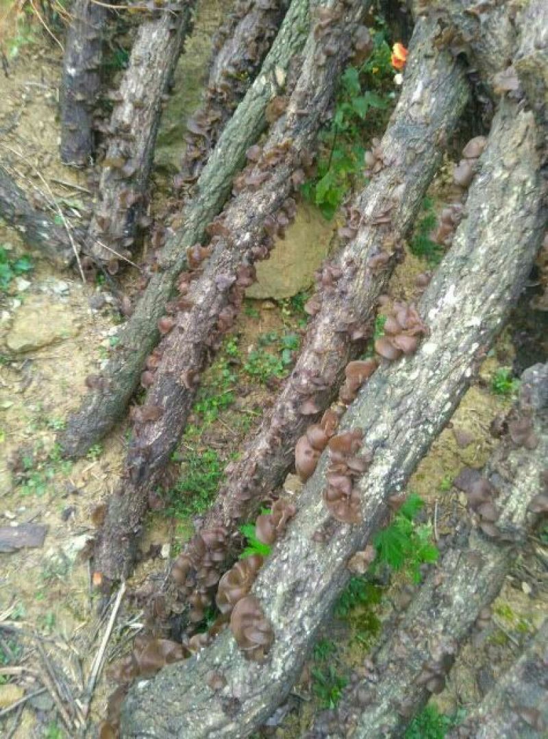 黑木耳一级