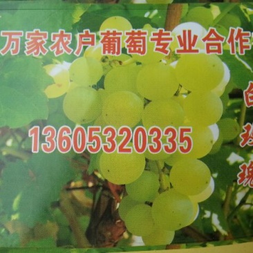 泽山一号葡萄