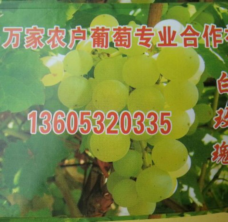 泽山一号葡萄
