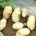 肥城新土豆荷兰十五新土豆大量供应中产量高个头大