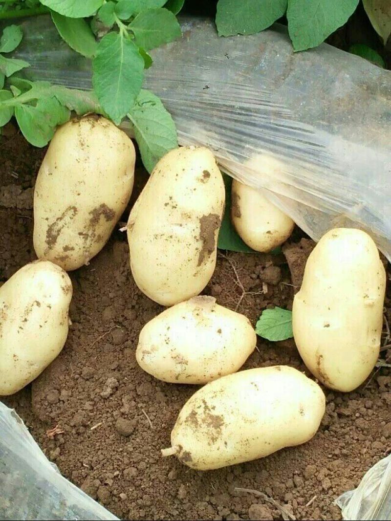 肥城新土豆荷兰十五新土豆大量供应中产量高个头大