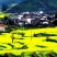 压榨菜籽油