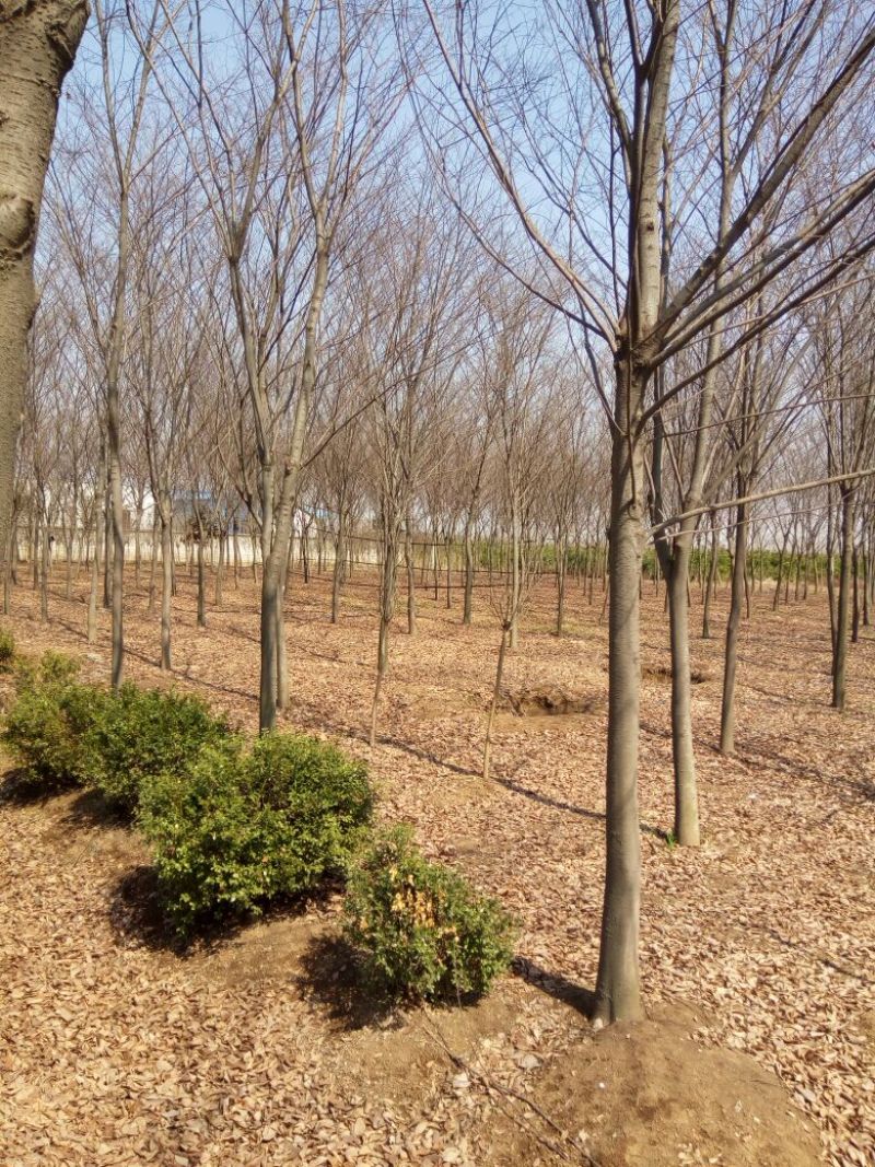 江苏榉树价格苗圃规格齐全无中介
