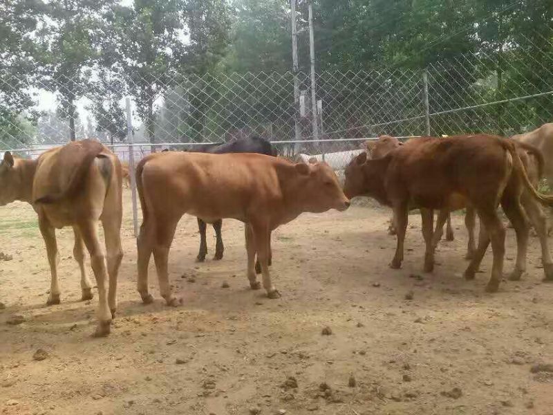 鲁西黄牛犊100~200kg
