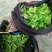 百年大树茶