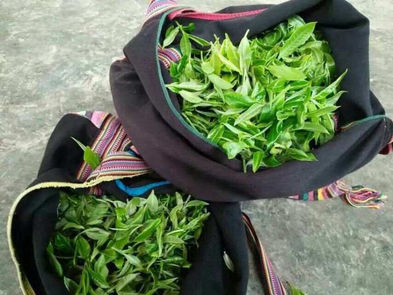 百年大树茶