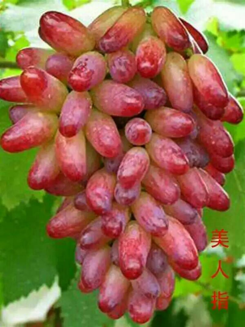 葡萄苗，妮娜皇后，巨盛一号葡萄，甜蜜蓝宝石，阳光玫瑰