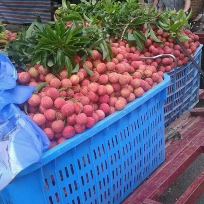 广东阳江市阳西县荔枝 2cm以上批发_姚志光供