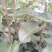 红香酥梨树苗1~4cm100~150cm