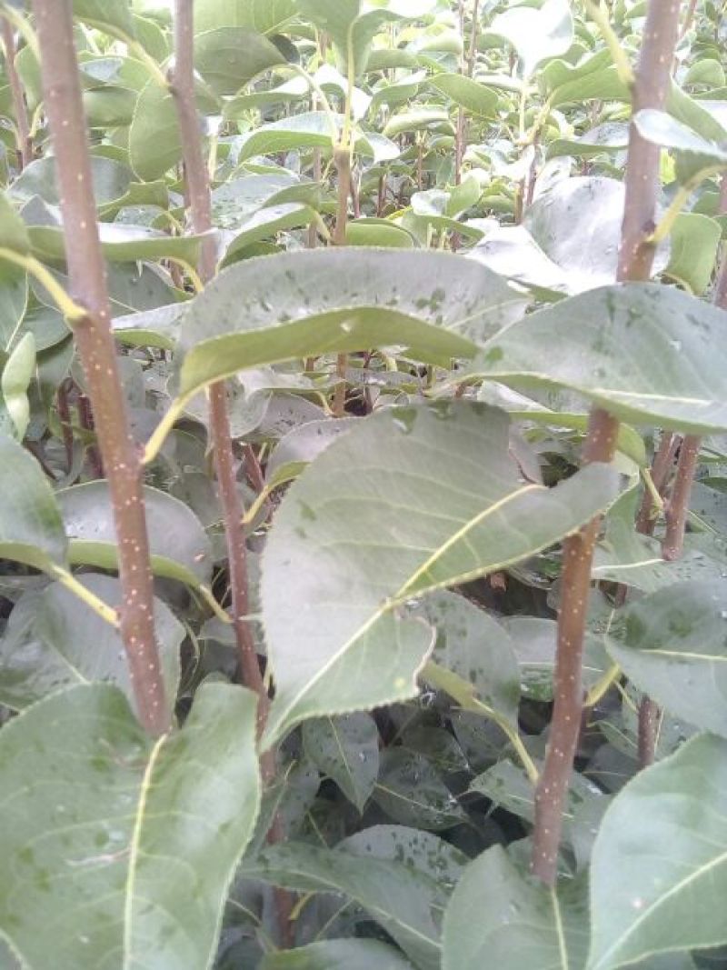 红香酥梨树苗1~4cm100~150cm