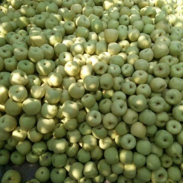皇冠梨300~350g纸箱