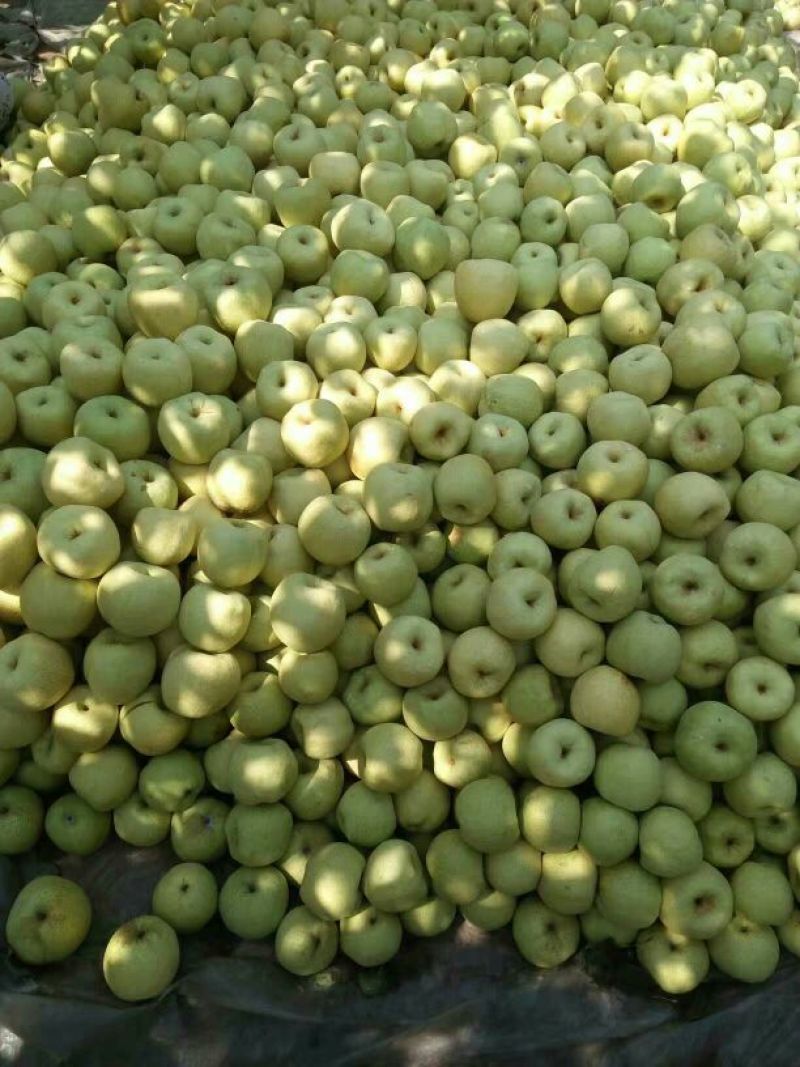 皇冠梨300~350g纸箱