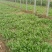 越冬菠菜15~20厘米