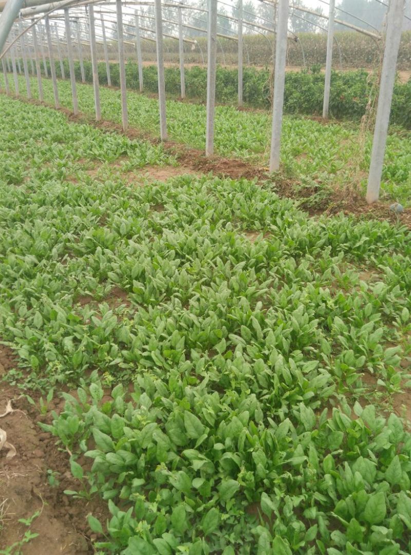 越冬菠菜15~20厘米