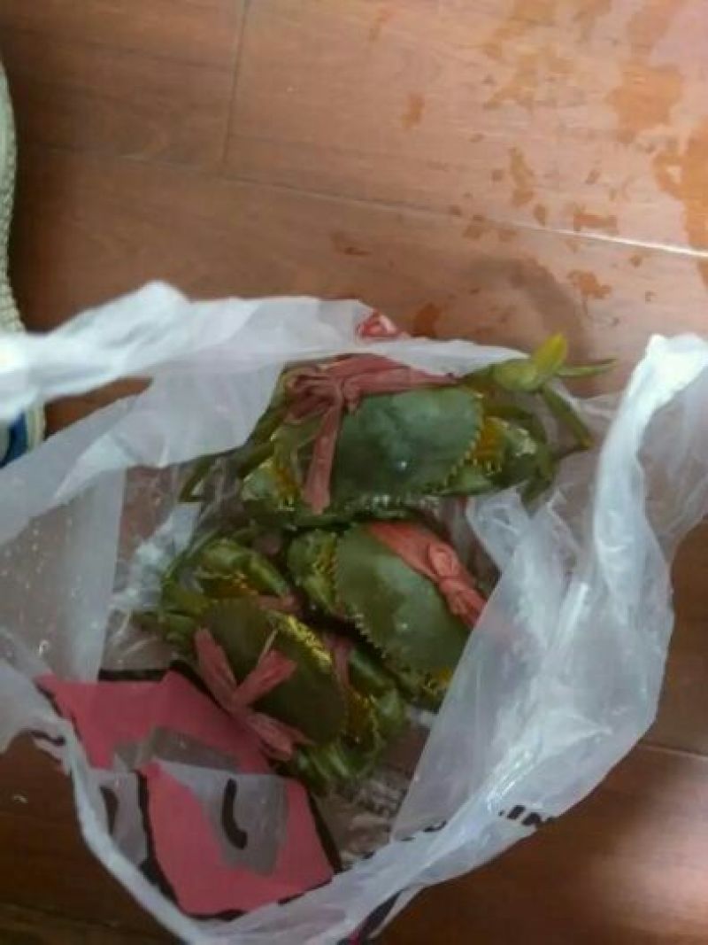 青蟹食用雄蟹