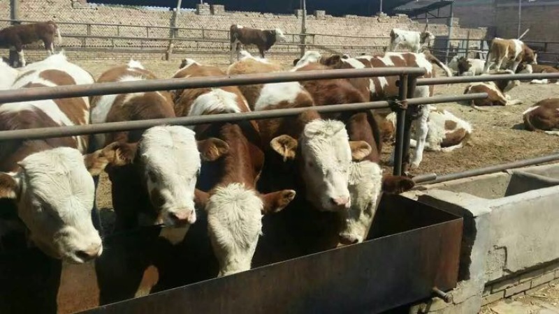肉牛