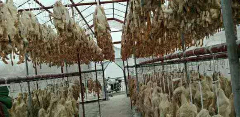 狮头鹅苗