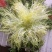 苦菊15~20cm